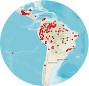 Mapa de los Pueblos Indígenas y Negros de América Latina Impactados por COVID-19